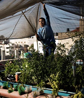 FAO-ISHS Fruit and Vegetable Small-Scale Farming Webinar Series: Urban and Peri-urban Production Systems for Improved Livelihoods