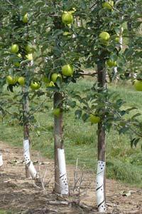XII International Symposium on Integrating Canopy, Rootstock and Environmental Physiology in Orchard Systems