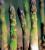 Delay in the start date of the 5th International Asparagus Cultivar Trial (5IACT)