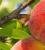 HortForum: Leveraging Molecular Markers in Fruit Tree Breeding: From Promise to Reality