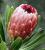 New Ornamental Crops and Protea Research Symposia and Conference