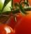Save the date: VII International Symposium on Tomato Diseases