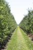 Hort Forum: Are 2-D orchard canopy management systems a leap forward or a side-step?