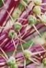 Save the date: VIII International Symposium on Edible Alliums