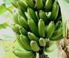 New $13.8 million project aims to boost banana production in Uganda and Tanzania