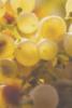 Call for abstracts: Chenin Blanc International Congress