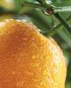 IV International Symposium on Citrus Biotechnology