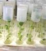 IX International Symposium on In Vitro Culture and Horticultural Breeding
