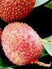 Save the date: VI International Symposium on Lychee, Longan and Other Sapindaceae Fruits