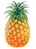 Pineapple Newsletter