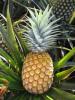 Pineapple Newsletter 21: July 2014