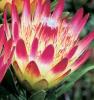 Counting down to Perth hosting international conference on Proteaceae and new ornamental crops
