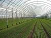 Innovation and New Technologies in Protected Cultivation at IHC2014