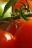 Save the date: VII International Symposium on Tomato Diseases